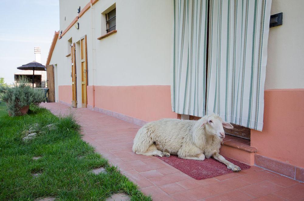פאנצה Agriturismo Ca'De'Gatti מראה חיצוני תמונה